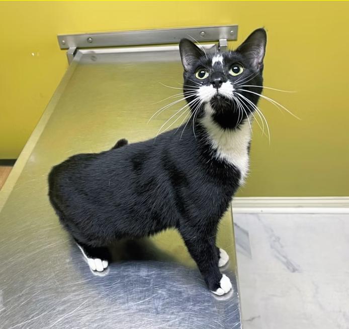 Enlarge Tiny, a Adoptable Domestic Short Hair in Columbia, KY image 3/4