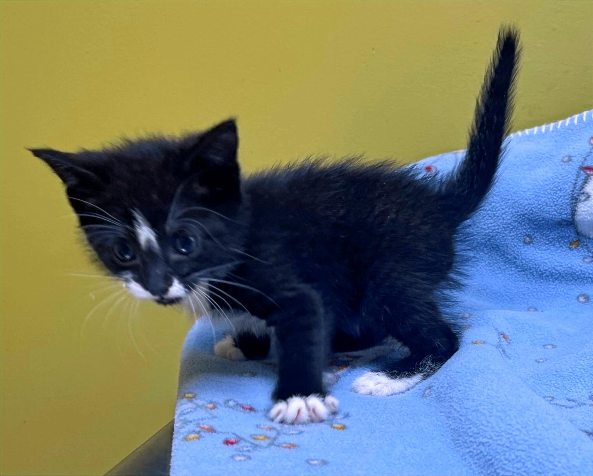 Tiny, a Adoptable Domestic Short Hair in Columbia, KY image 3/4