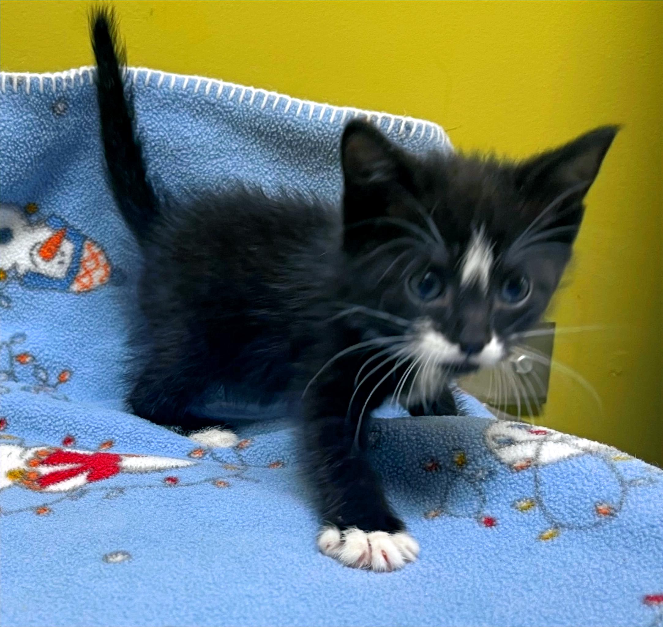 Tiny, a Adoptable Domestic Short Hair in Columbia, KY image 1/4