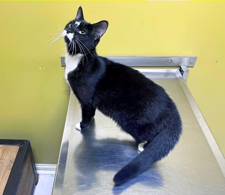 Enlarge Tiny, a Adoptable Domestic Short Hair in Columbia, KY image 1/4