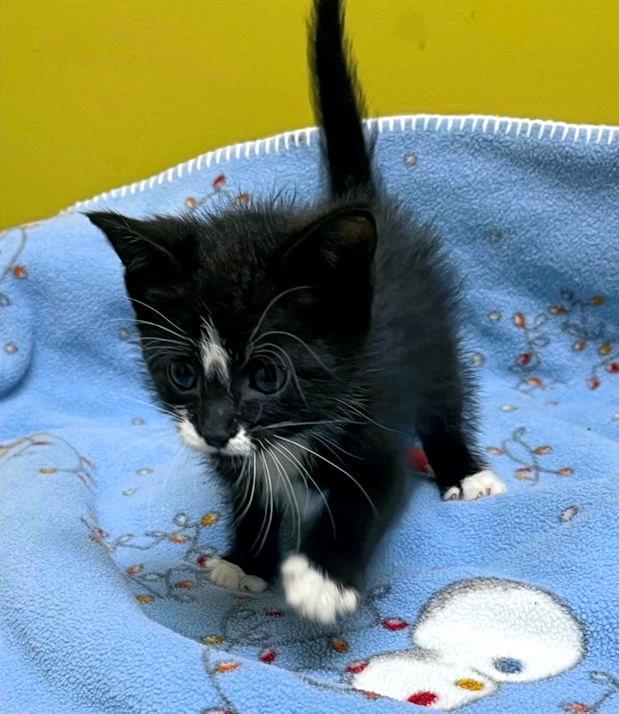 Tiny, a Adoptable Domestic Short Hair in Columbia, KY image 4/4