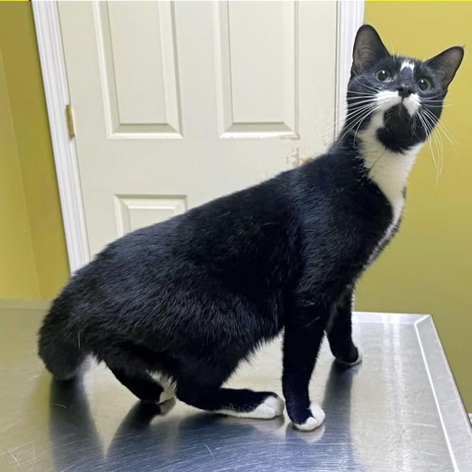 Enlarge Tiny, a Adoptable Domestic Short Hair in Columbia, KY image 2/4