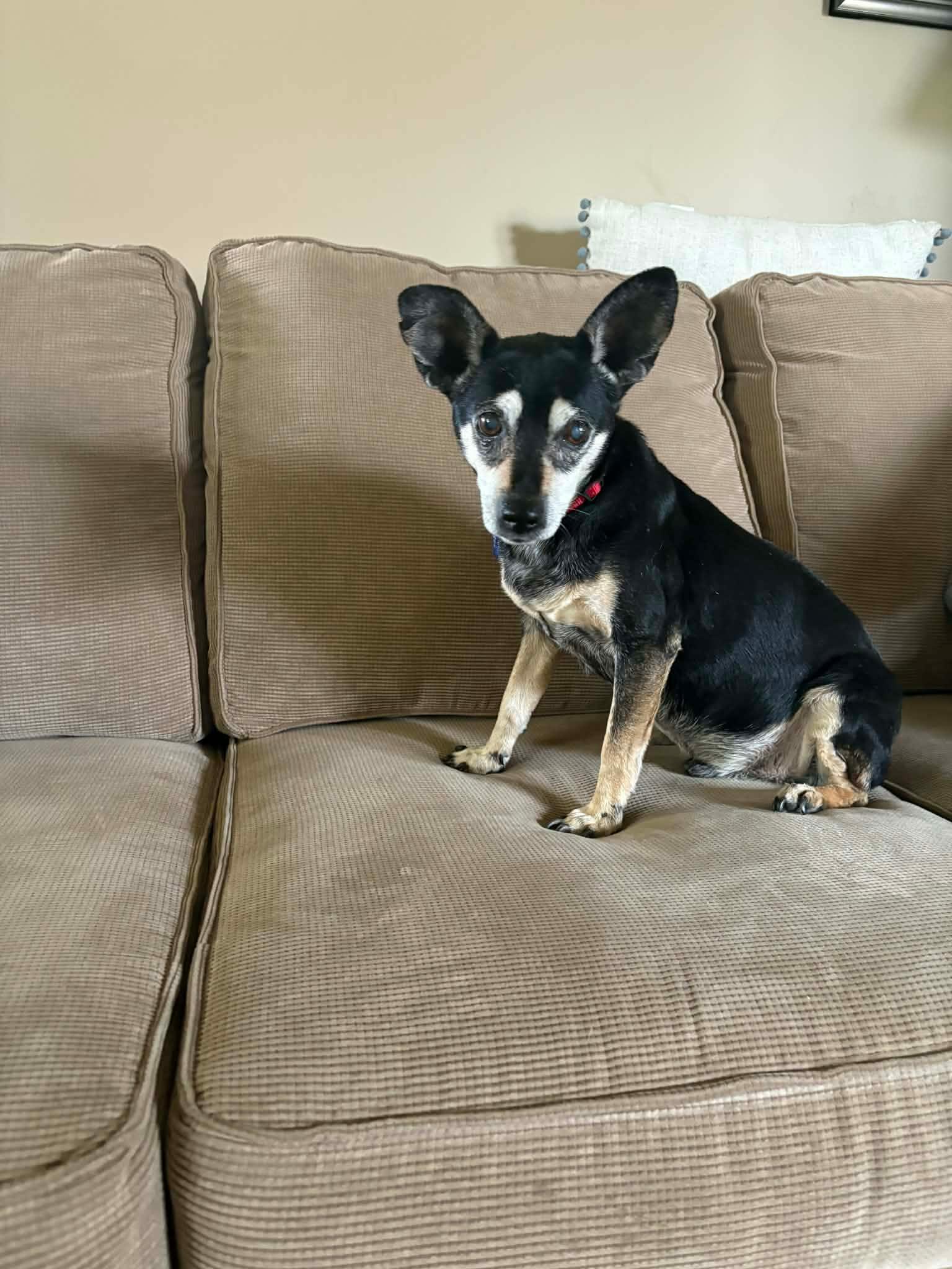 Enlarge Riley, a Adoptable mixed breed in De Pere, WI image 1/2
