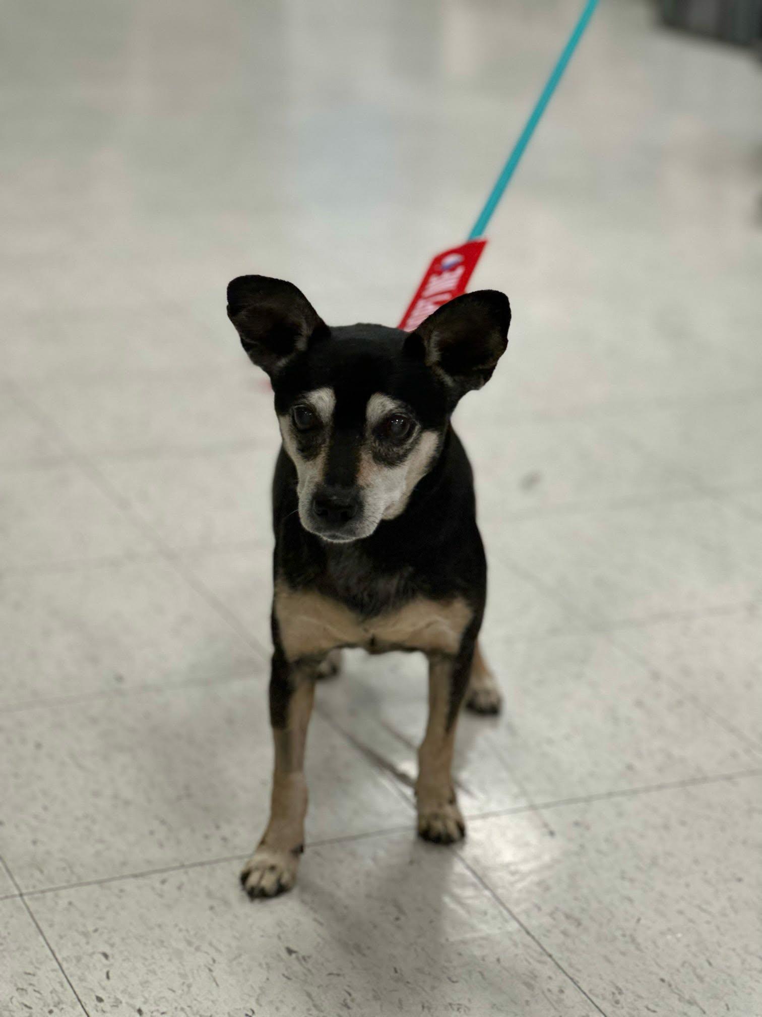 Riley, an adopted mixed breed in De Pere, WI image 1/4