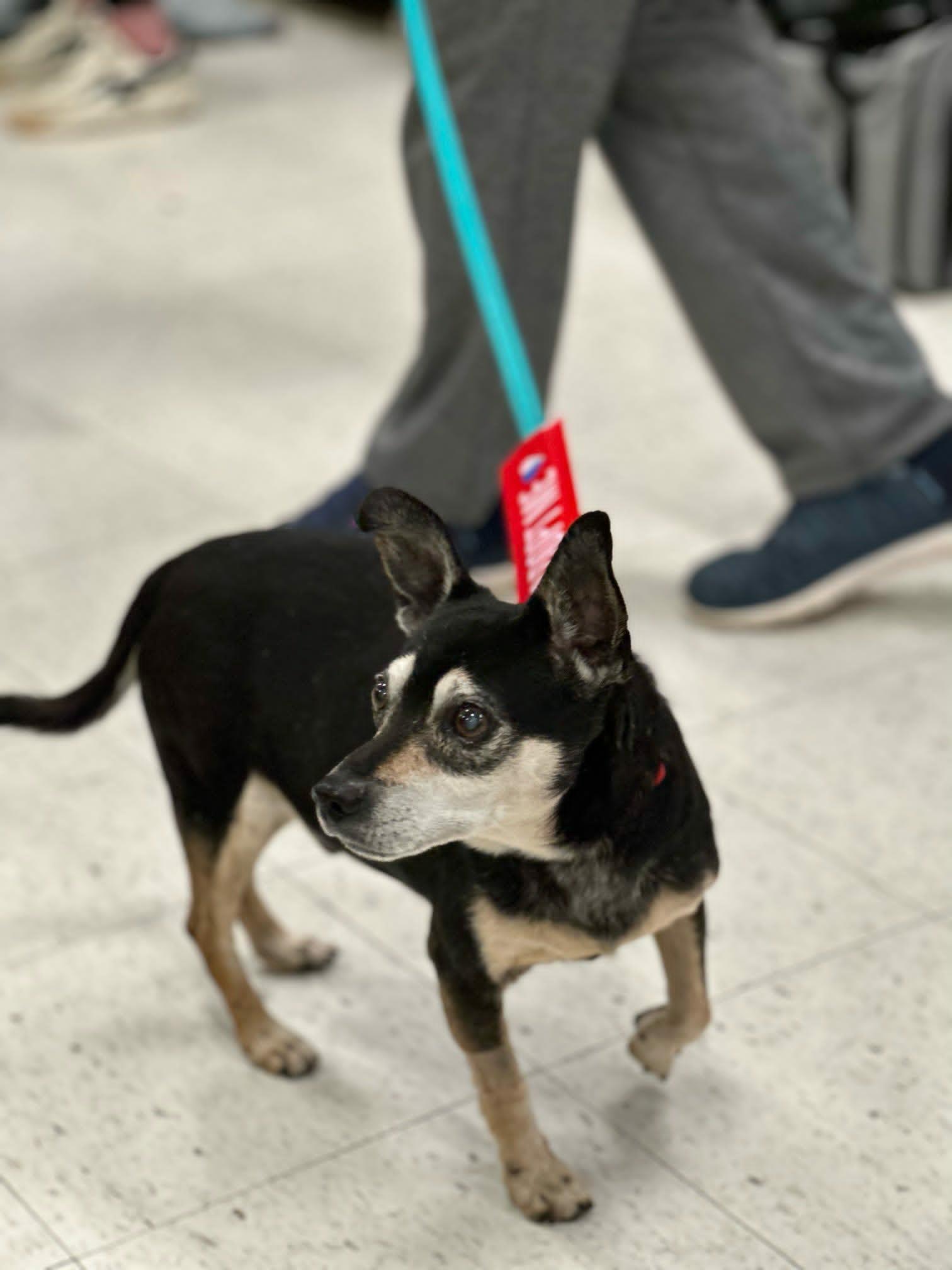 Riley, an adopted mixed breed in De Pere, WI image 4/4