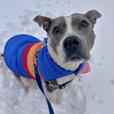 Enlarge Rosie, a Adoptable Mixed Breed in Philadelphia, PA image 1/6
