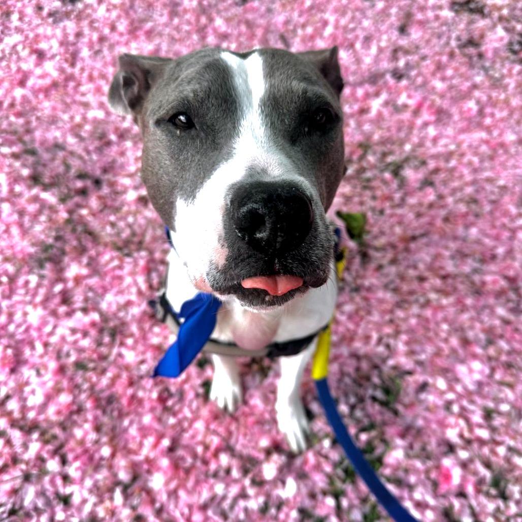Enlarge Rosie, a Adoptable Mixed Breed in Philadelphia, PA image 2/5