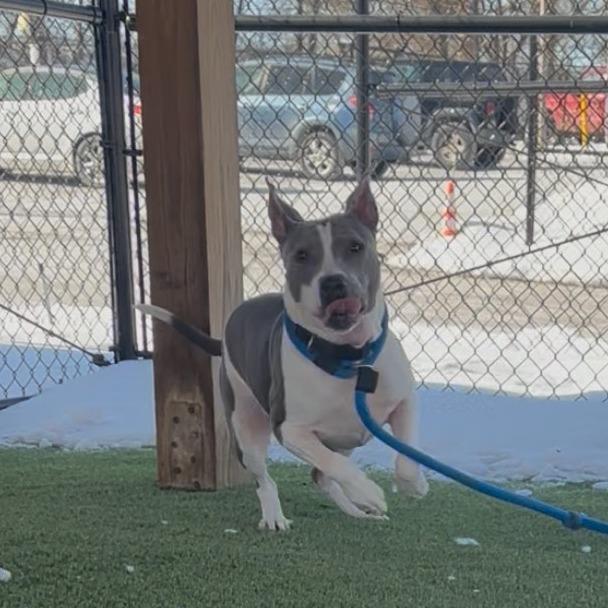 Enlarge Rosie, a Adoptable Mixed Breed in Philadelphia, PA image 2/6
