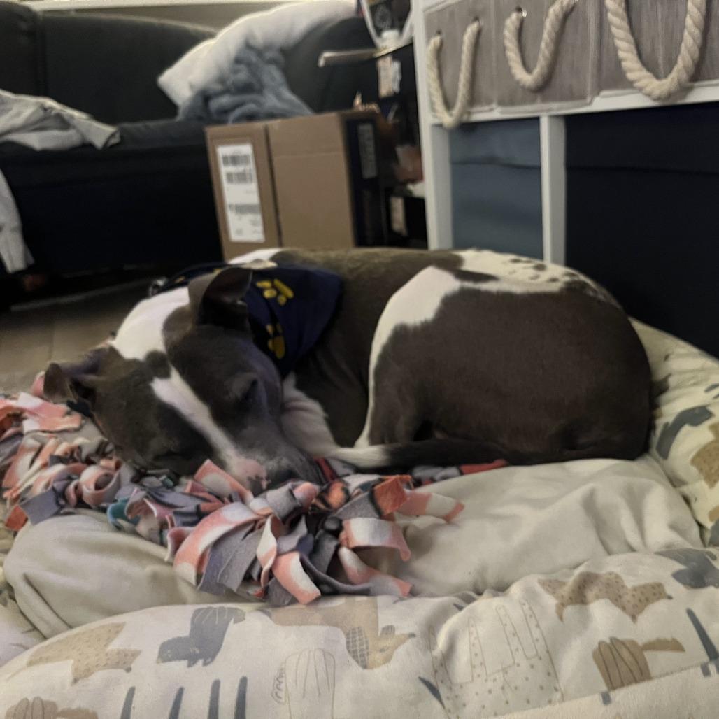 Enlarge Rosie, a Adoptable Mixed Breed in Philadelphia, PA image 3/6