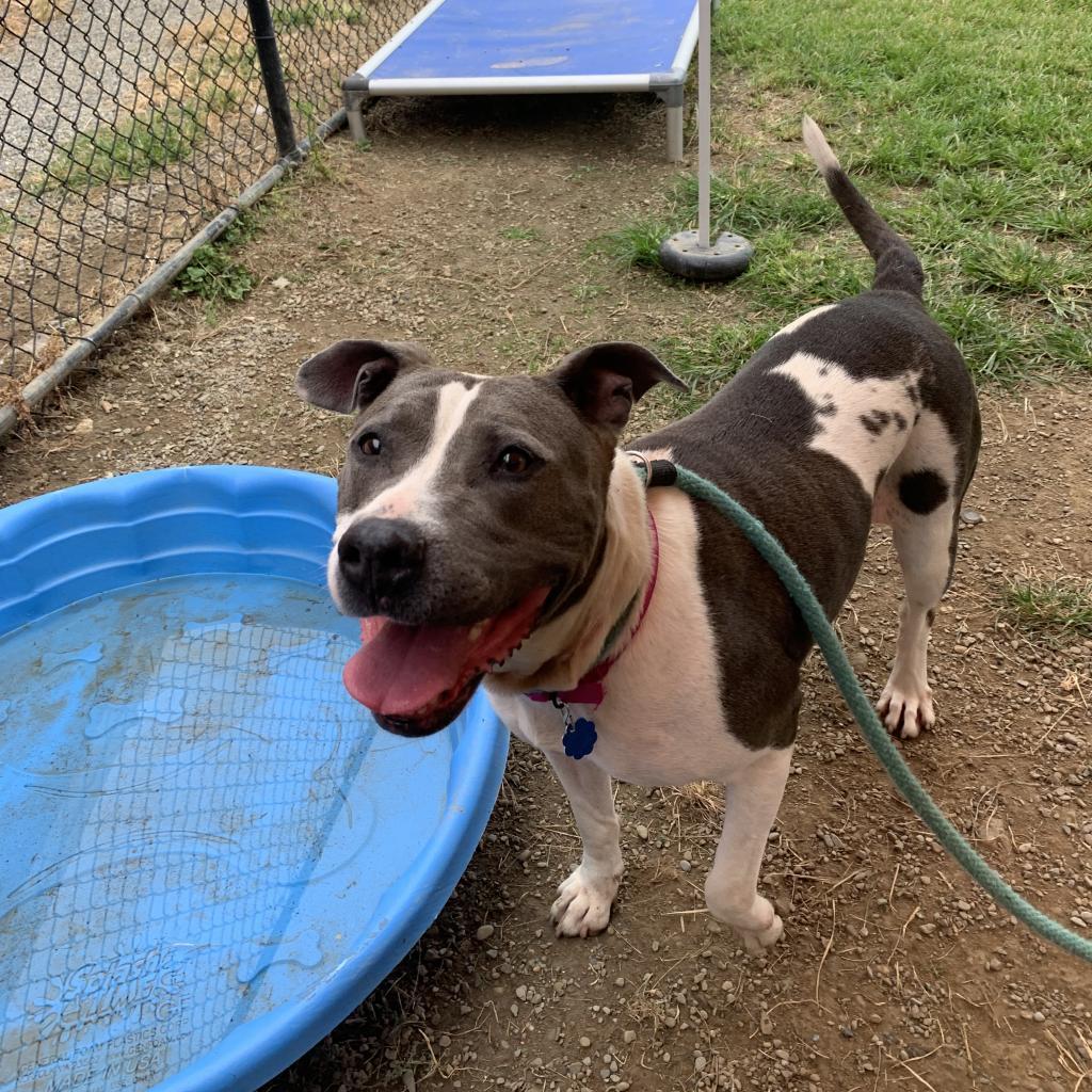 Enlarge Rosie, a Adoptable Mixed Breed in Philadelphia, PA image 4/6