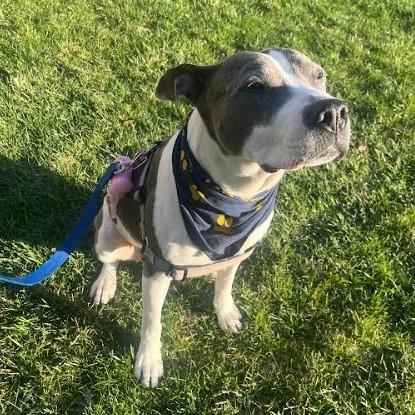 Enlarge Rosie, a Adoptable Mixed Breed in Philadelphia, PA image 5/6