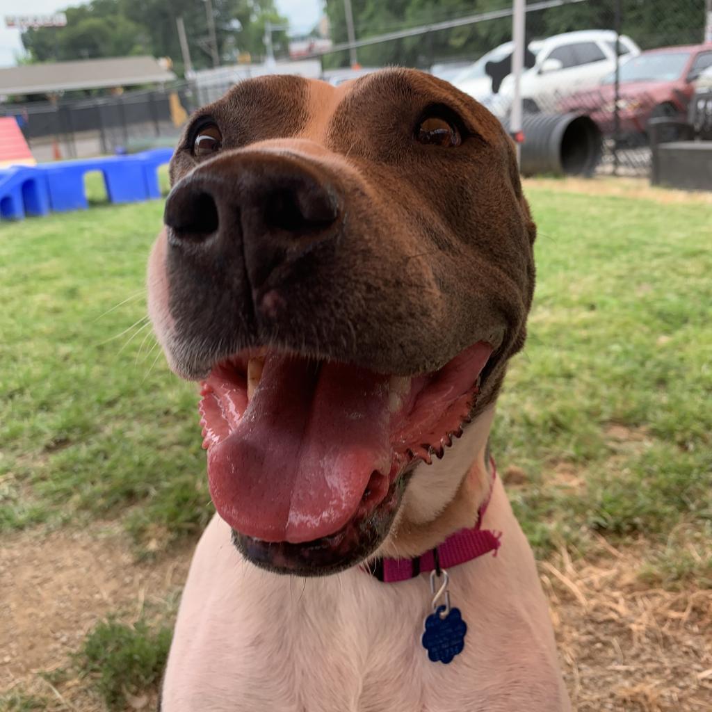 Enlarge Rosie, a Adoptable Mixed Breed in Philadelphia, PA image 6/6