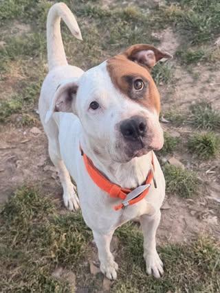 Sage, a Adoptable mixed breed in Fairfax, VA image 1/4