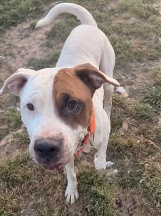 Sage, a Adoptable mixed breed in Fairfax, VA image 2/4