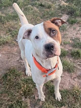 Sage, a Adoptable mixed breed in Fairfax, VA image 4/4
