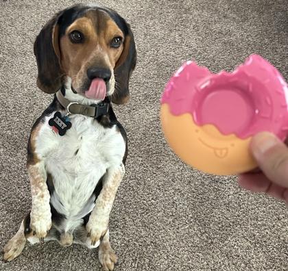 Enlarge Izzy, a Adoptable mixed breed in Madison, WI image 1/2