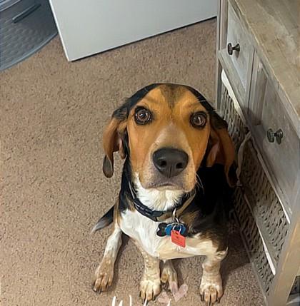 Enlarge Izzy, a Adoptable mixed breed in Madison, WI image 2/2