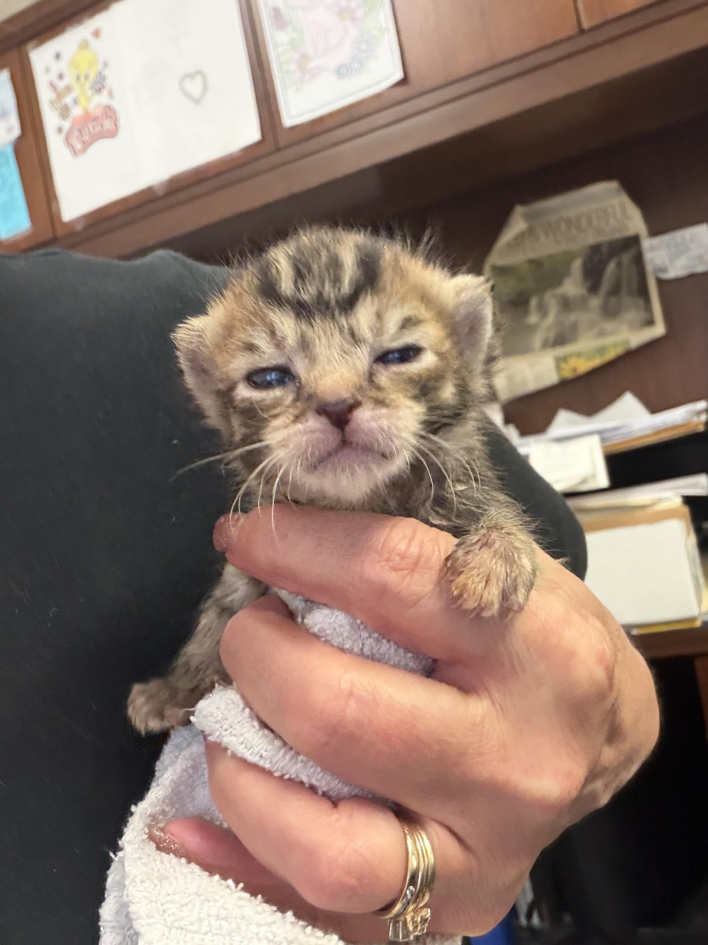 Harley, ADOPTABLE, Kitten Female Domestic Short Hair.
