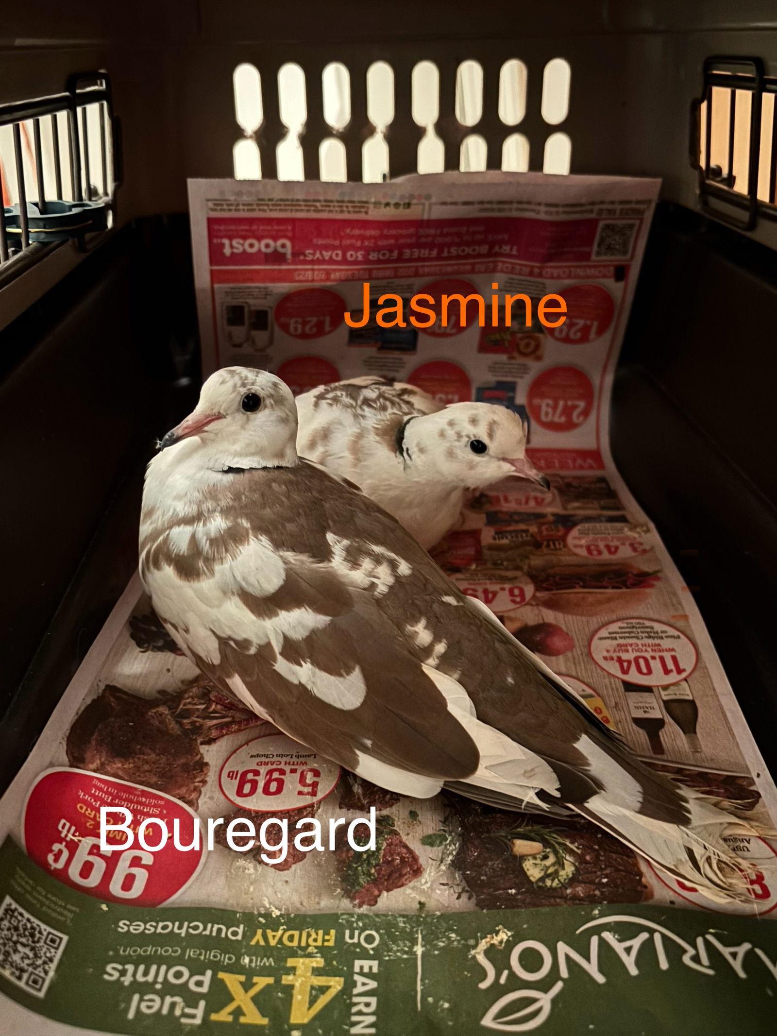 Jasmine and Bouregard, Adoptable, Young Male Dove & Ringneck / Psittacula.