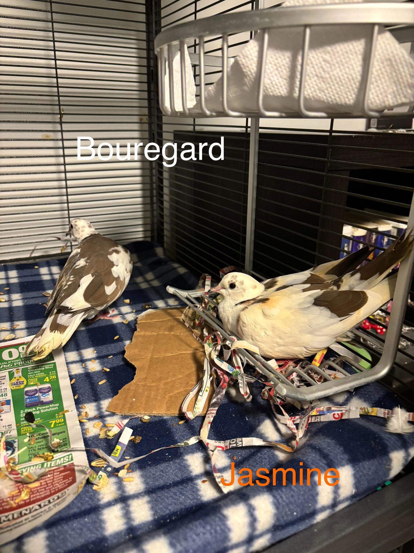 Enlarge Jasmine and Bouregard, a Adoptable mixed breed in Aurora, IL image 2/3