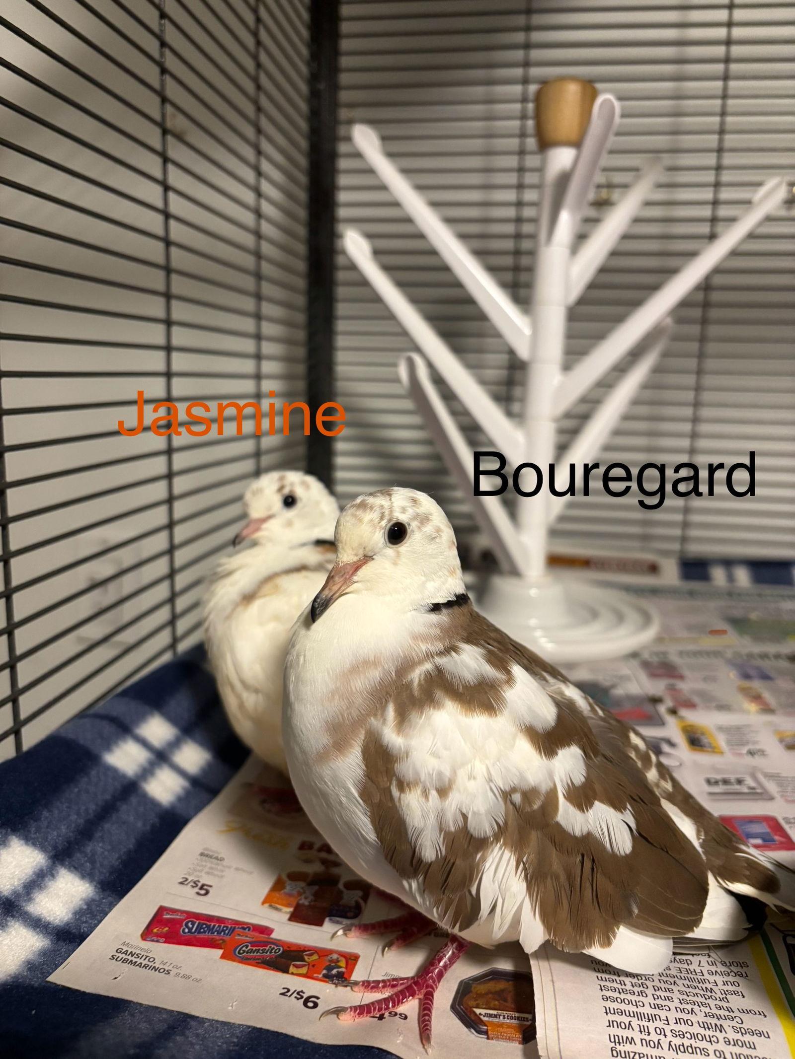 Enlarge Jasmine and Bouregard, a Adoptable mixed breed in Aurora, IL image 3/3