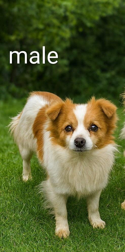 Enlarge Adoption Pending - Edmund, a Adoptable mixed breed in Emmett, ID image 1/1