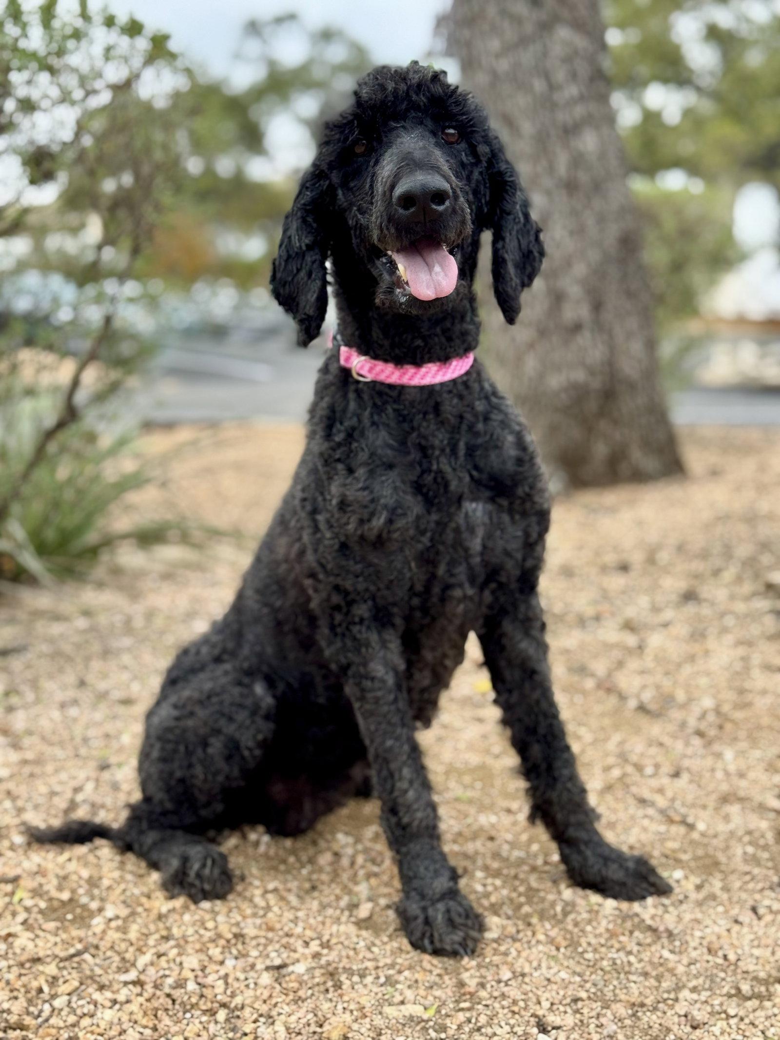 Jazzy, Adopted, Adult Female Standard Poodle.