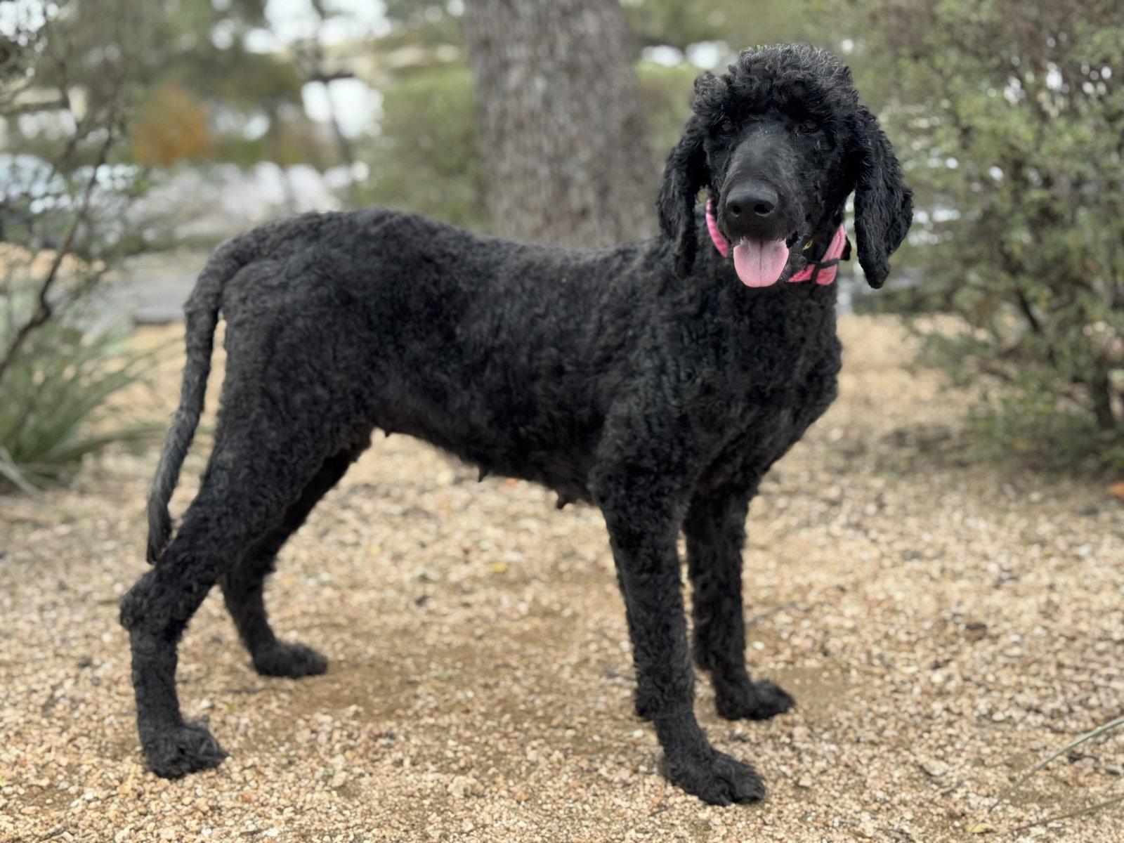 Enlarge Jazzy, a Adopted Standard Poodle in Helotes, TX image 2/3
