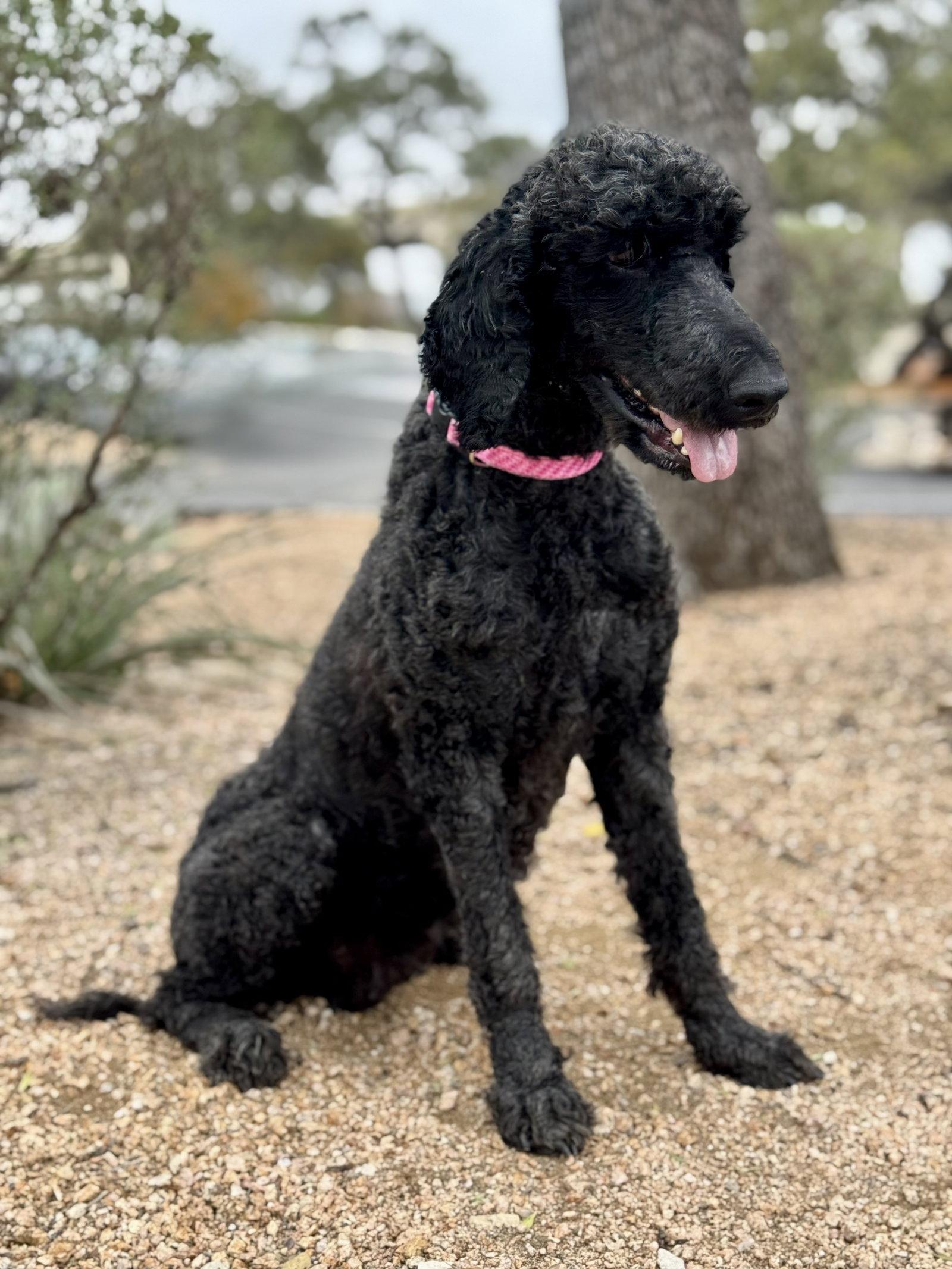 Enlarge Jazzy, a Adopted Standard Poodle in Helotes, TX image 3/3