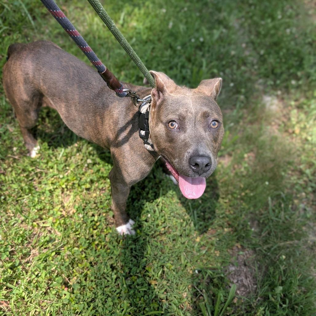 Macy, Adoptable, Young Female Pit Bull Terrier & Mixed Breed.