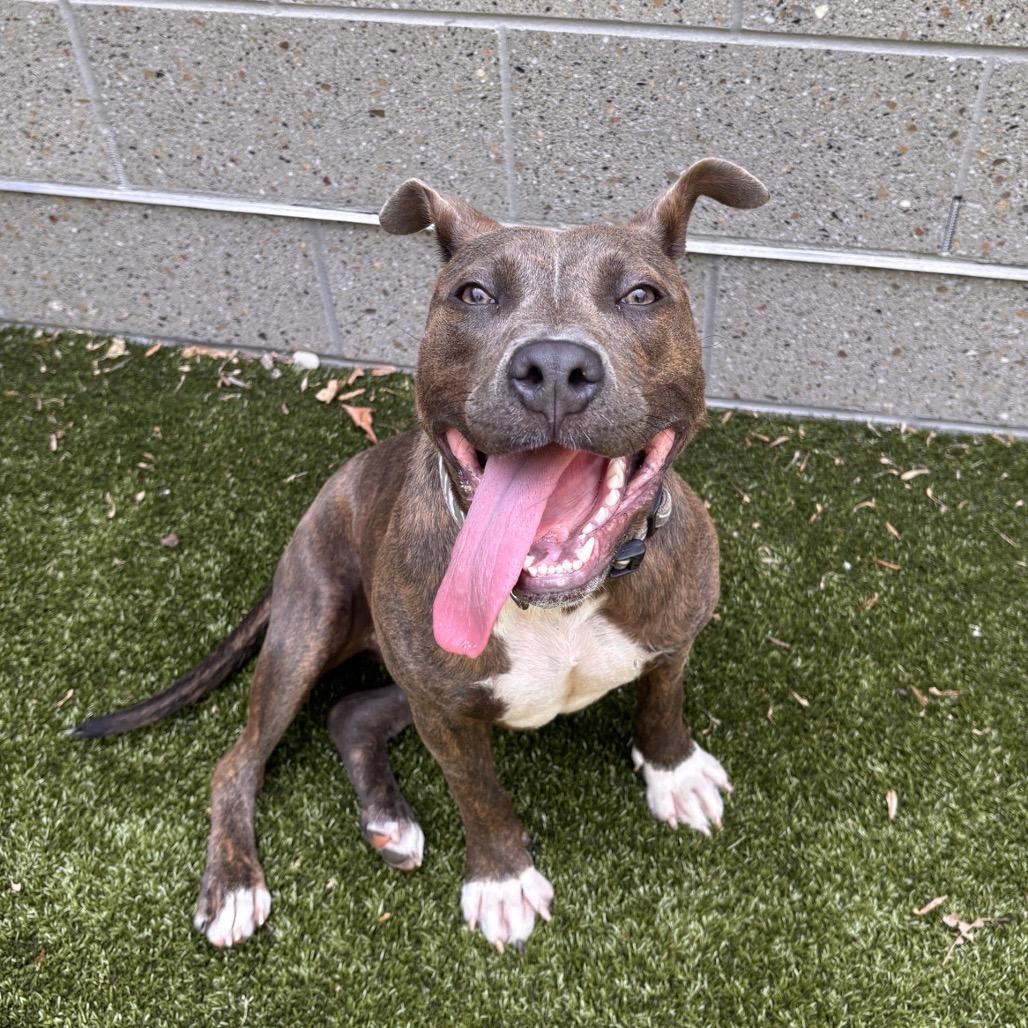 Macy, a Adoptable mixed breed in Greensboro, NC image 2/5