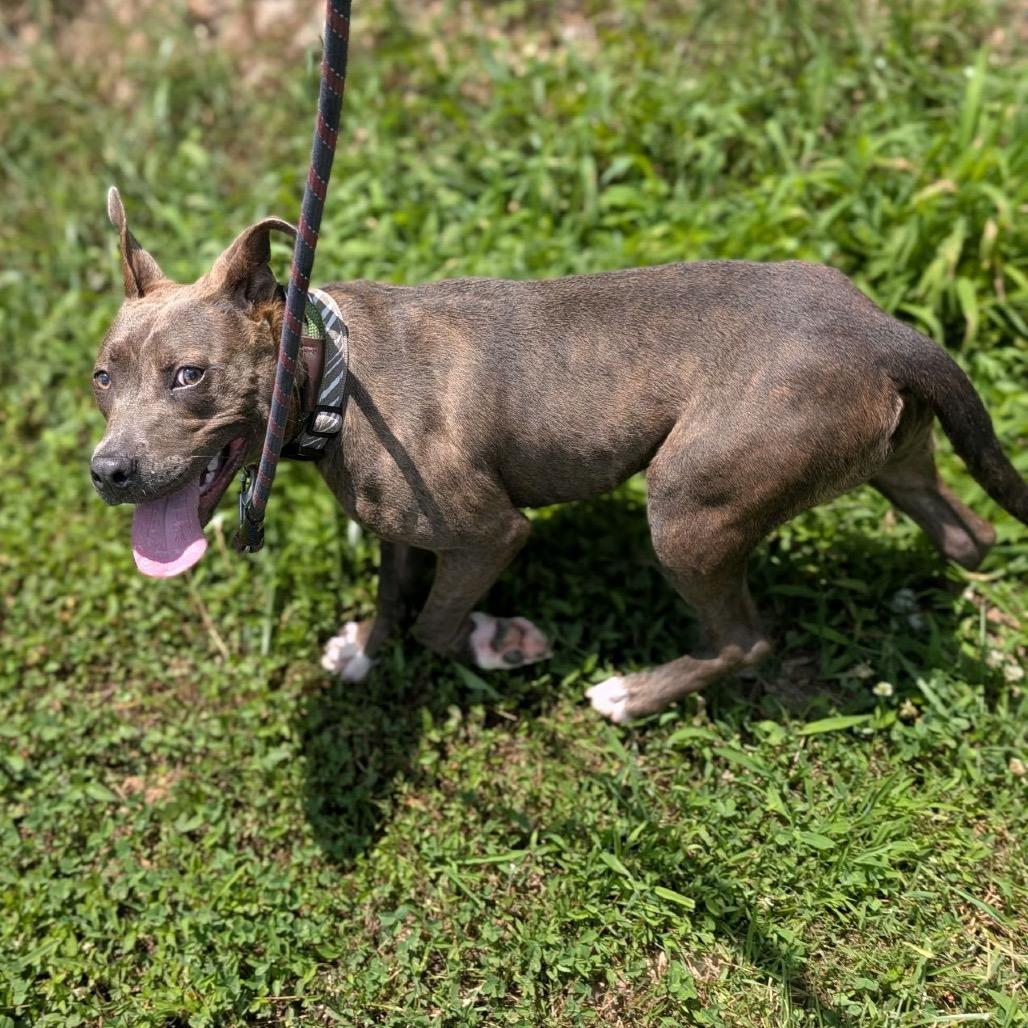 Macy, a Adoptable mixed breed in Greensboro, NC image 3/5