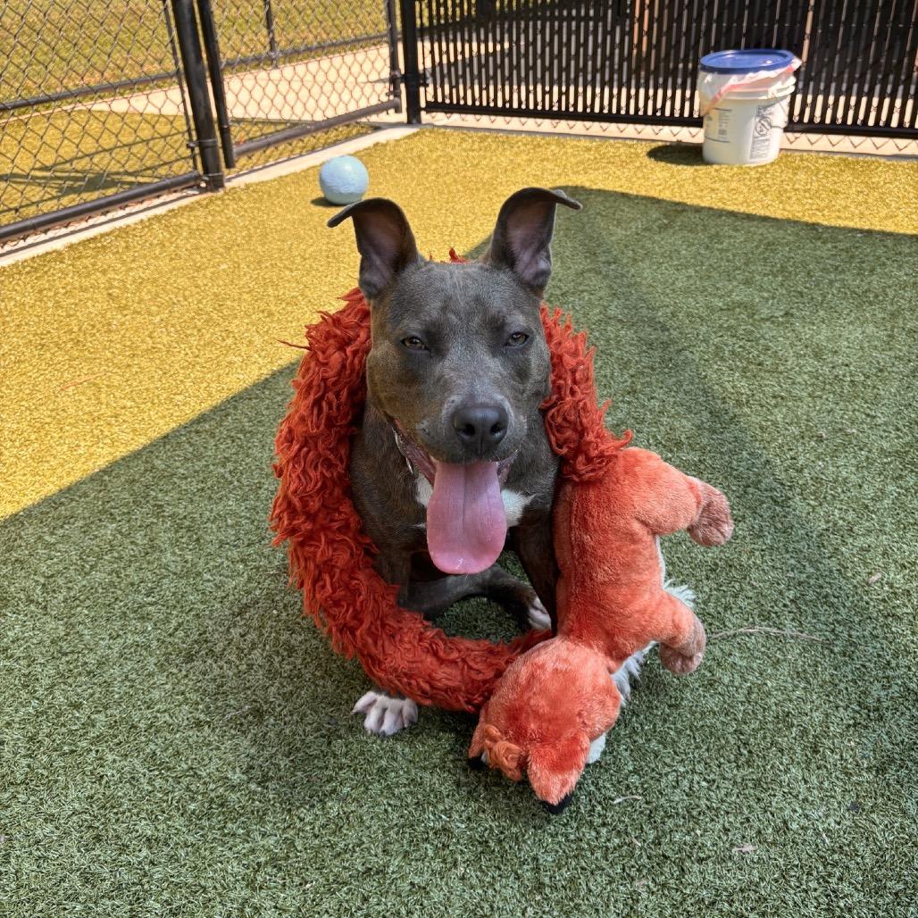 Macy, a Adoptable mixed breed in Greensboro, NC image 4/5