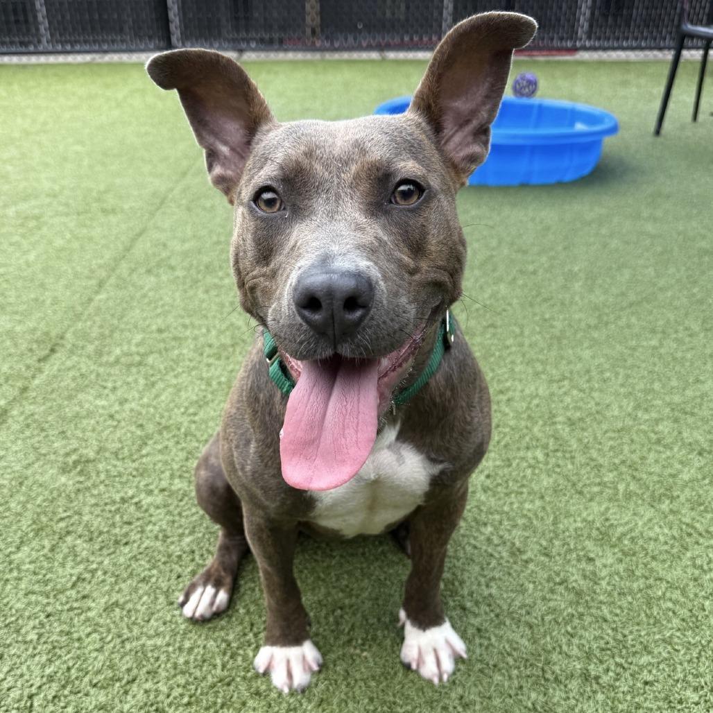 Macy, a Adoptable mixed breed in Greensboro, NC image 5/5