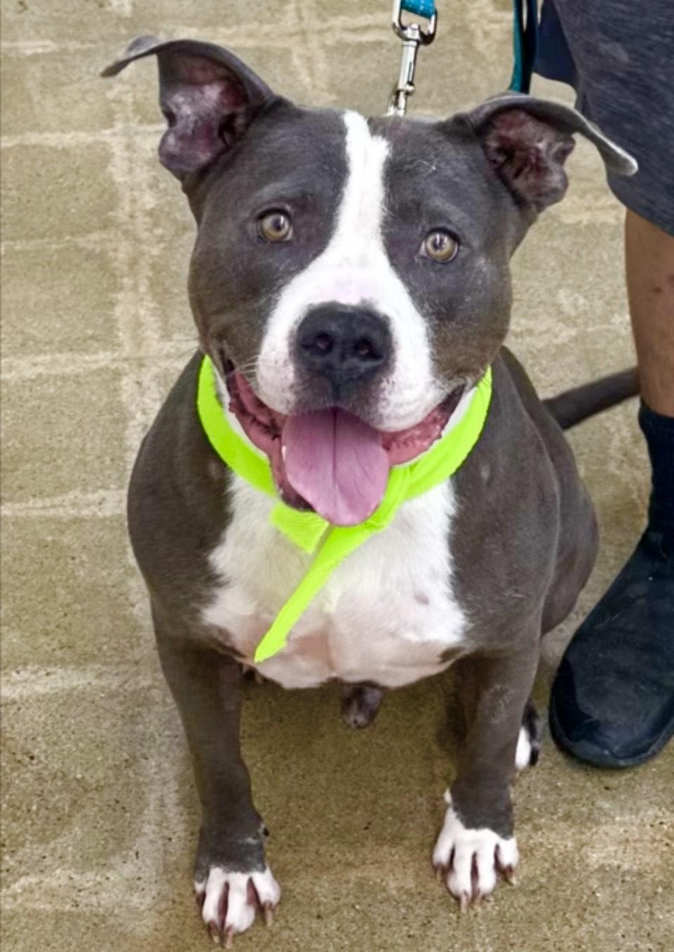 Bruce -A Goofy Lovebug, an adoptable mixed breed in Ojai, CA image 2/6