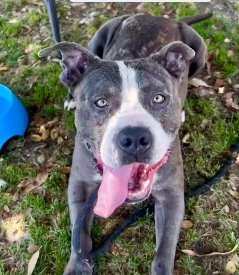 Bruce -A Goofy Lovebug, an adoptable mixed breed in Ojai, CA image 3/6