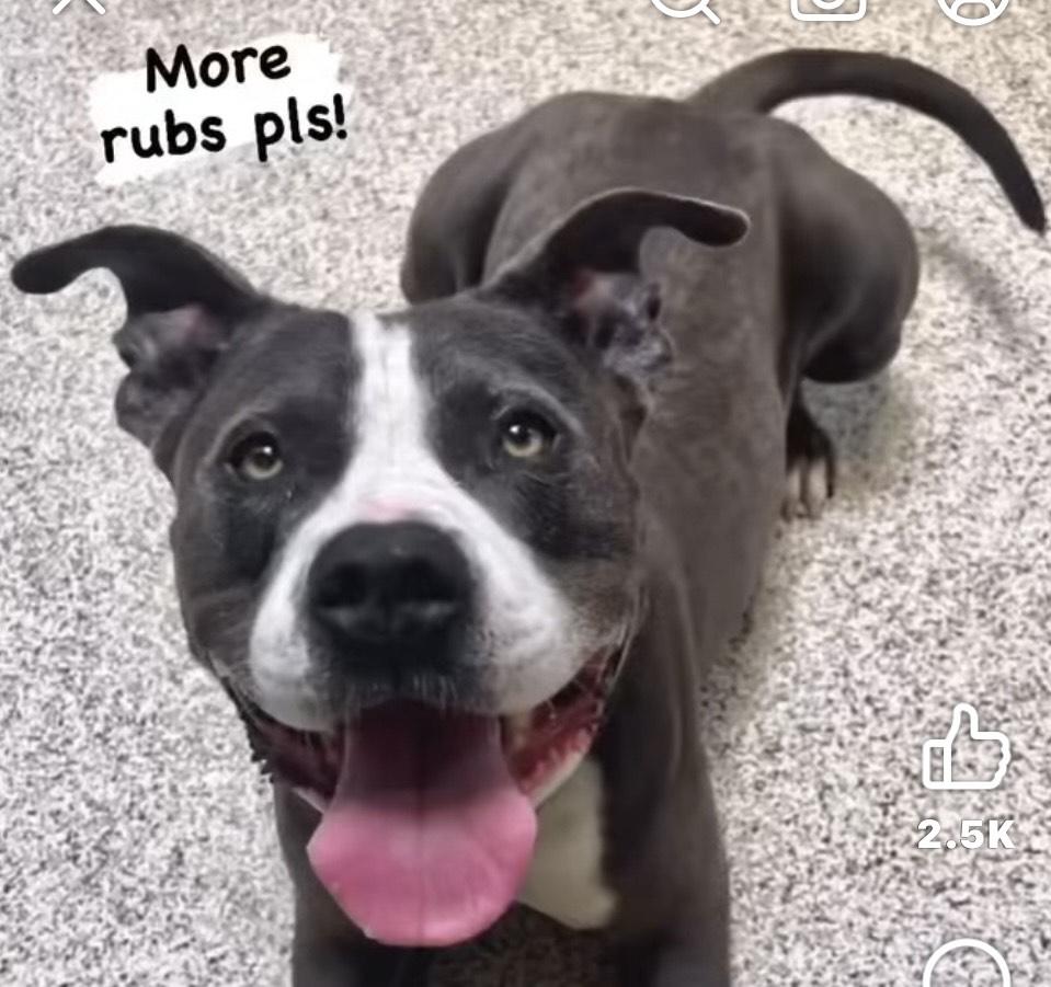 Bruce -A Goofy Lovebug