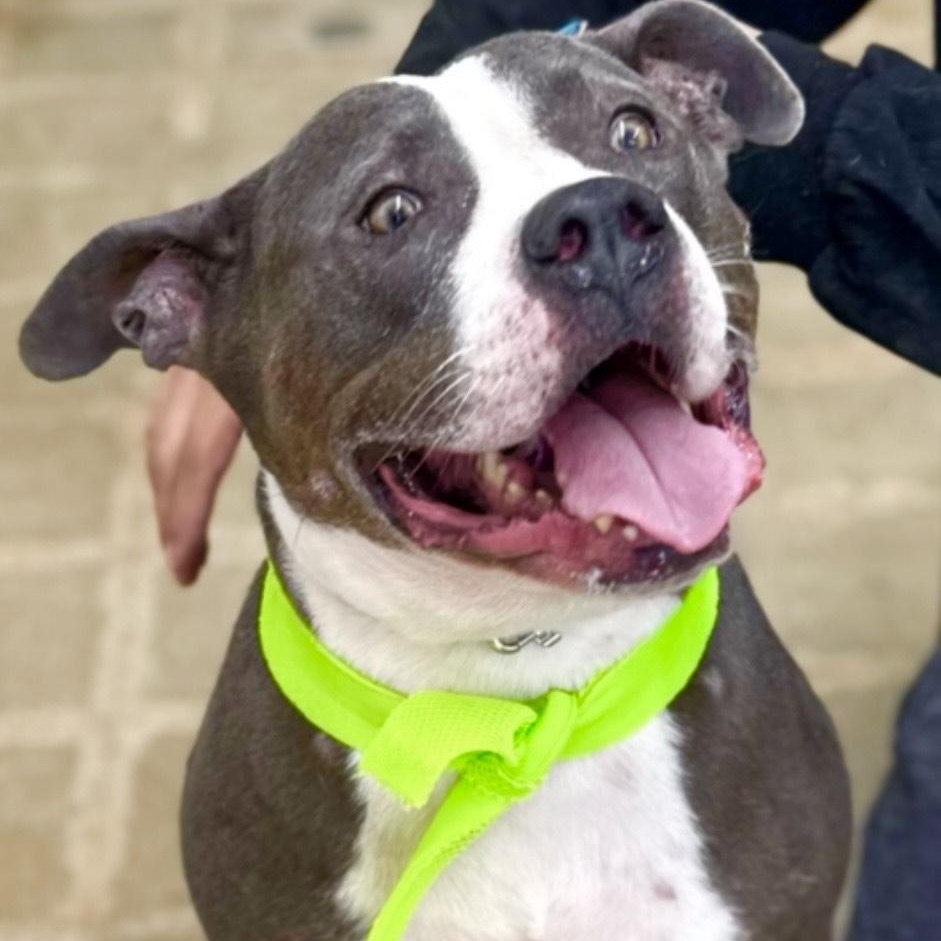 Bruce -A Goofy Lovebug, an adoptable mixed breed in Ojai, CA image 1/6