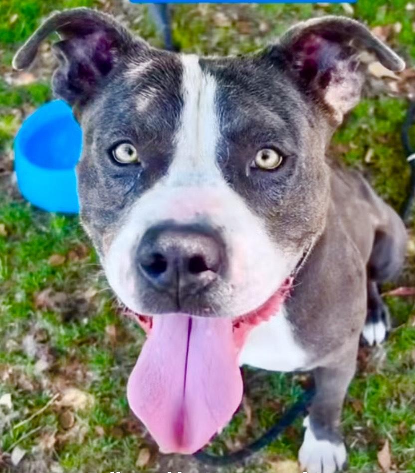 Bruce -A Goofy Lovebug, an adoptable mixed breed in Ojai, CA image 6/6