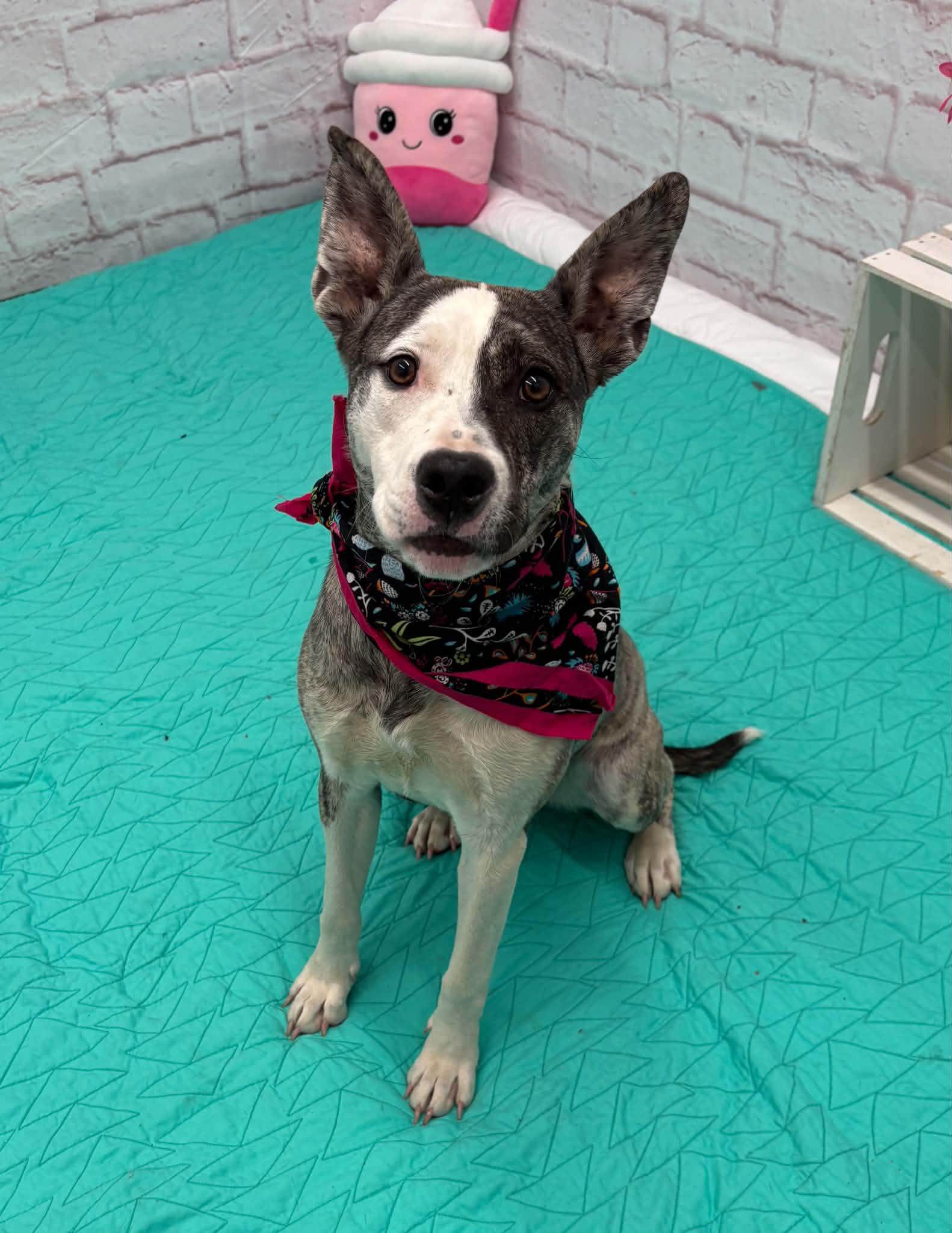 Enlarge Edna, a Adoptable mixed breed in Oxford, MI image 1/6