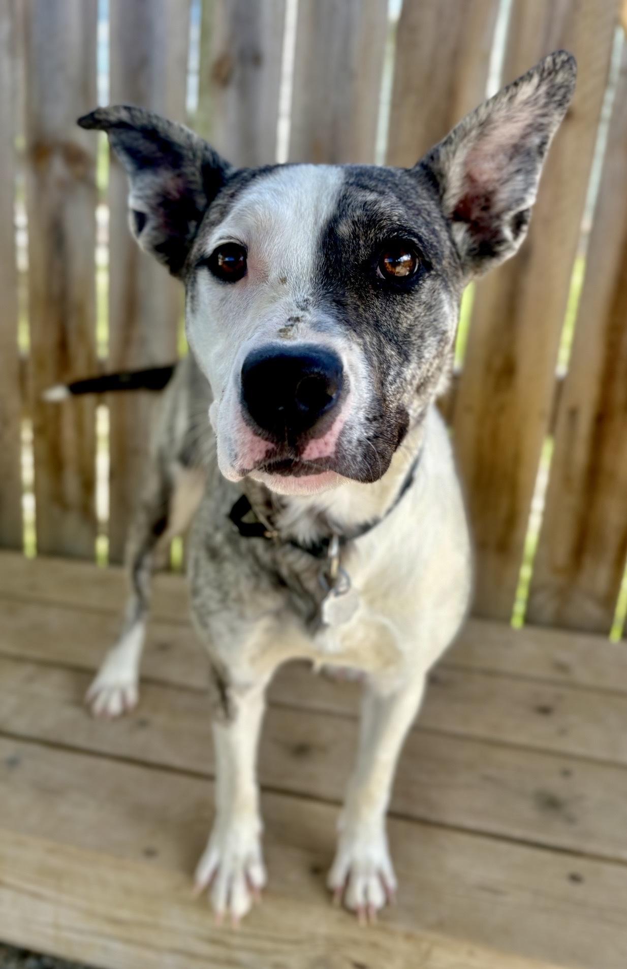 Enlarge Edna, a Adoptable mixed breed in Oxford, MI image 2/6