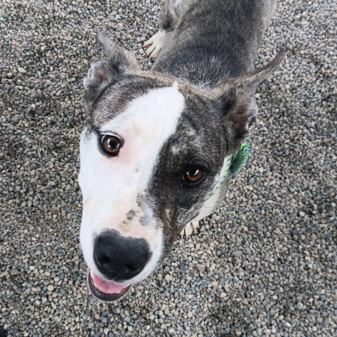 Enlarge Edna, a Adoptable mixed breed in Oxford, MI image 6/6