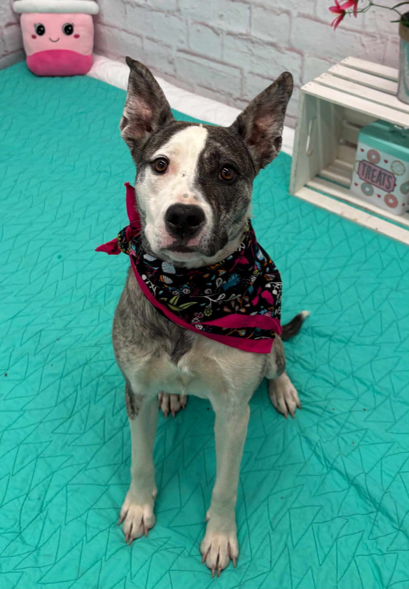 Enlarge Edna, a Adoptable mixed breed in Oxford, MI image 5/6
