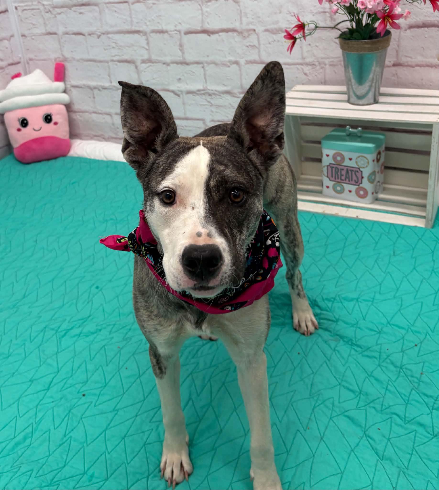 Enlarge Edna, a Adoptable mixed breed in Oxford, MI image 4/6