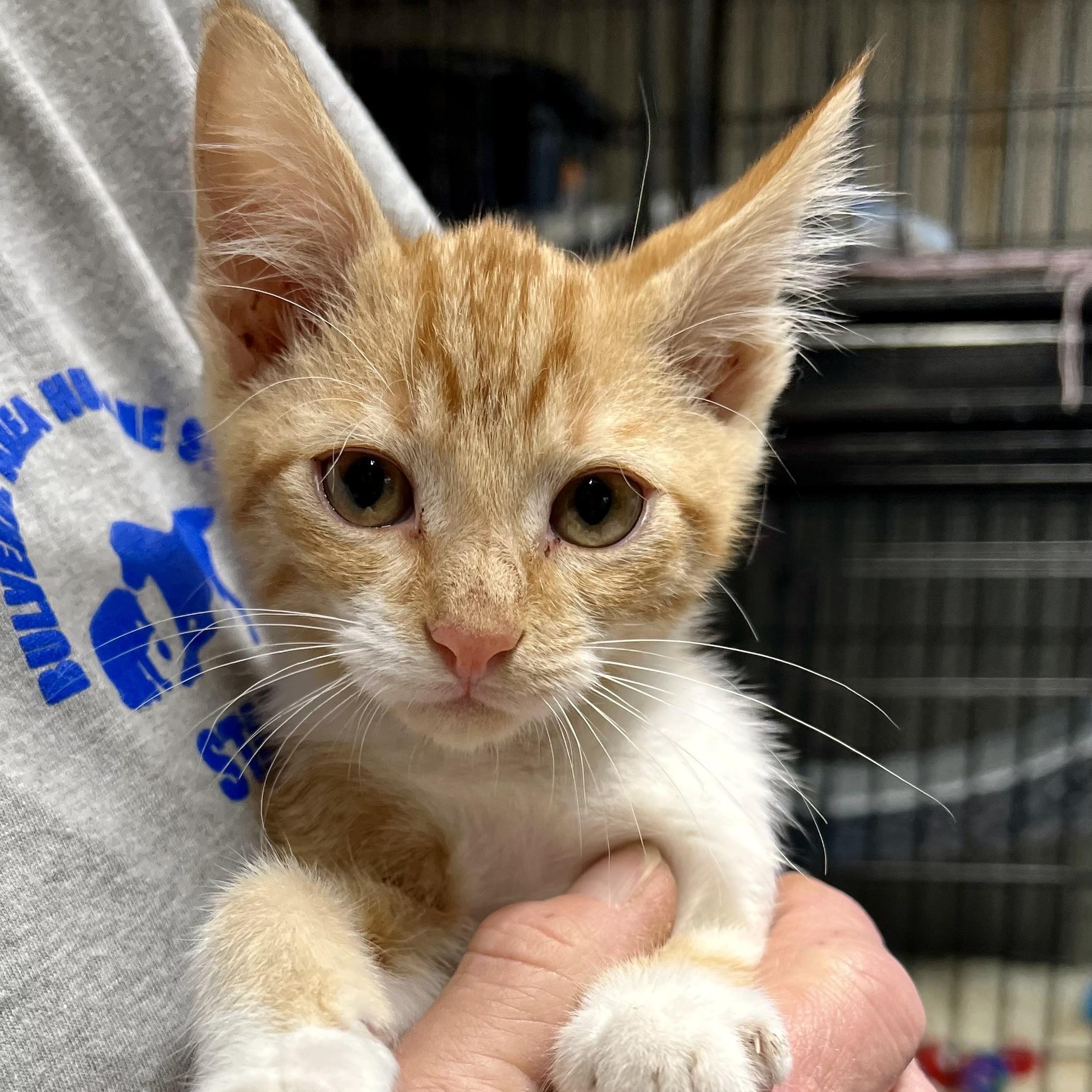 Enlarge Picasso, an adopted mixed breed in Bulverde, TX image 1/1