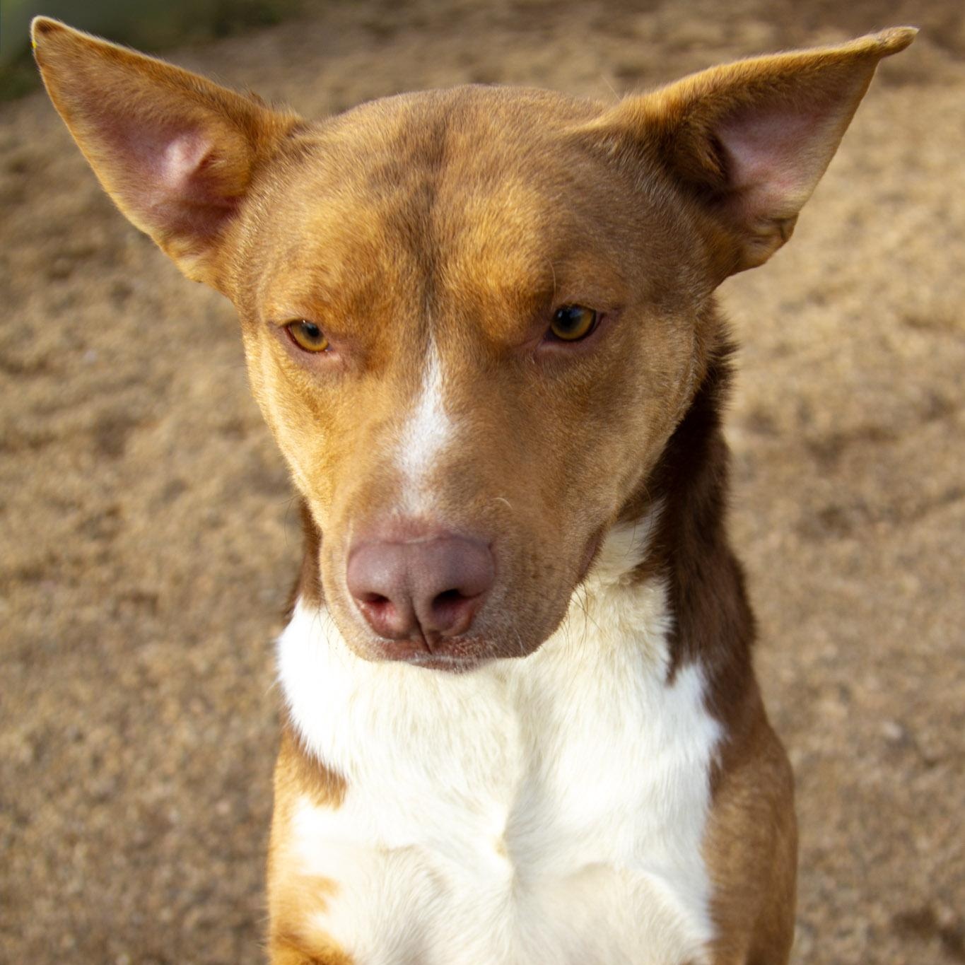 Enlarge Sparky (Bonded with Lily), an adoptable Mixed Breed in Rapid City, SD image 2/5