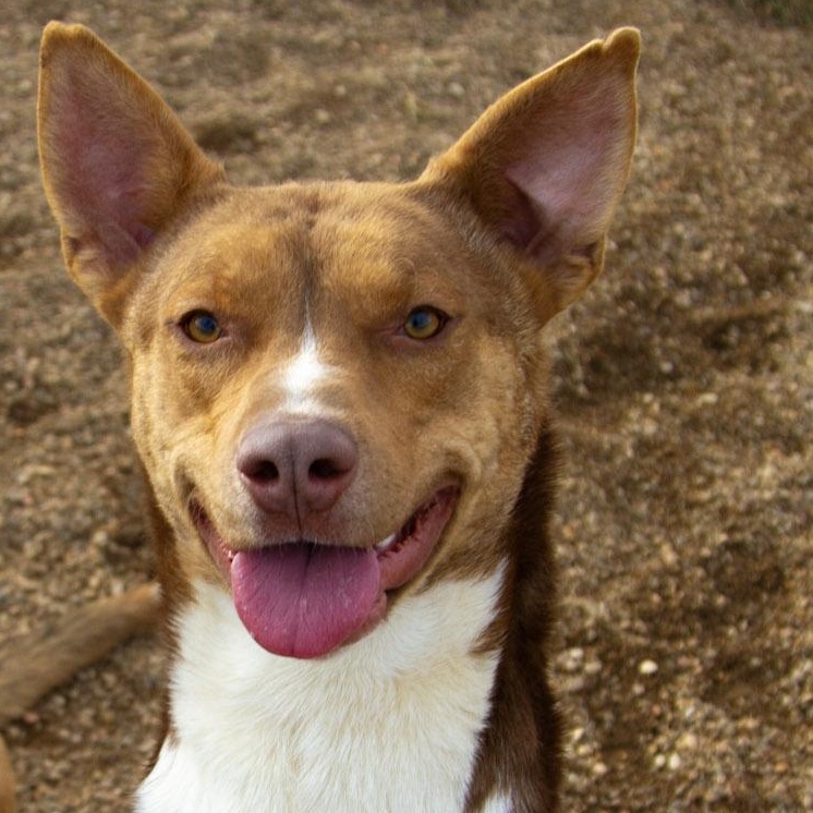 Enlarge Sparky (Bonded with Lily), an adoptable Mixed Breed in Rapid City, SD image 1/5