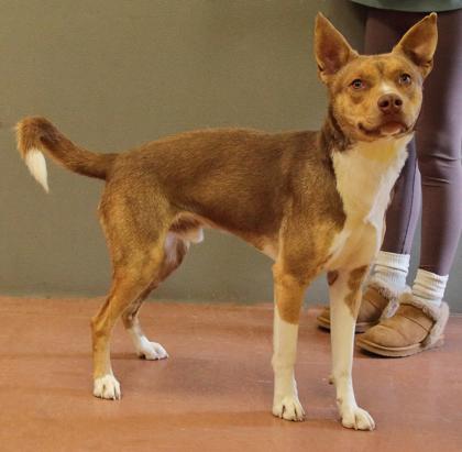 Enlarge Sparky (Bonded with Lily), an adoptable Mixed Breed in Rapid City, SD image 5/5