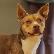 Sparky (Bonded with Lily) — thumbnail 4