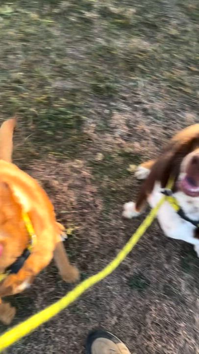 Enlarge Sparky (Bonded with Lily), an adoptable Mixed Breed in Rapid City, SD video 4/5